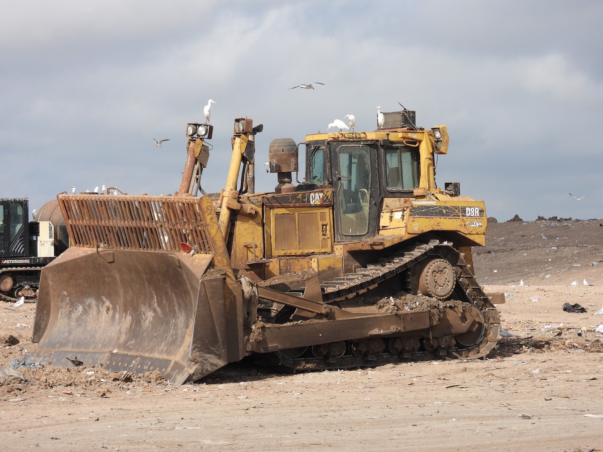 Western Cattle-Egret - ML646878810