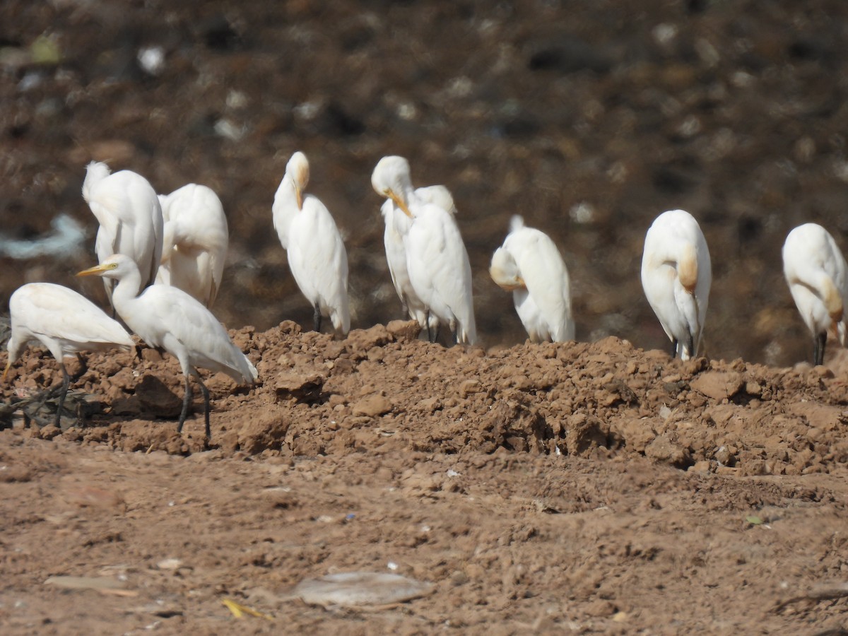 Western Cattle-Egret - ML646878811