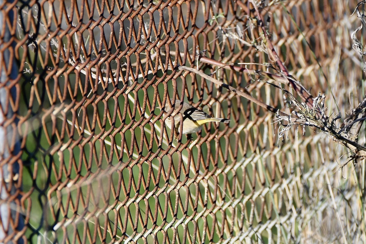 Palm Warbler - ML646878812