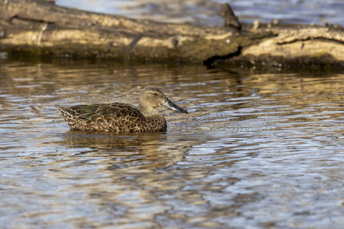 Australasian Shoveler - ML646878817