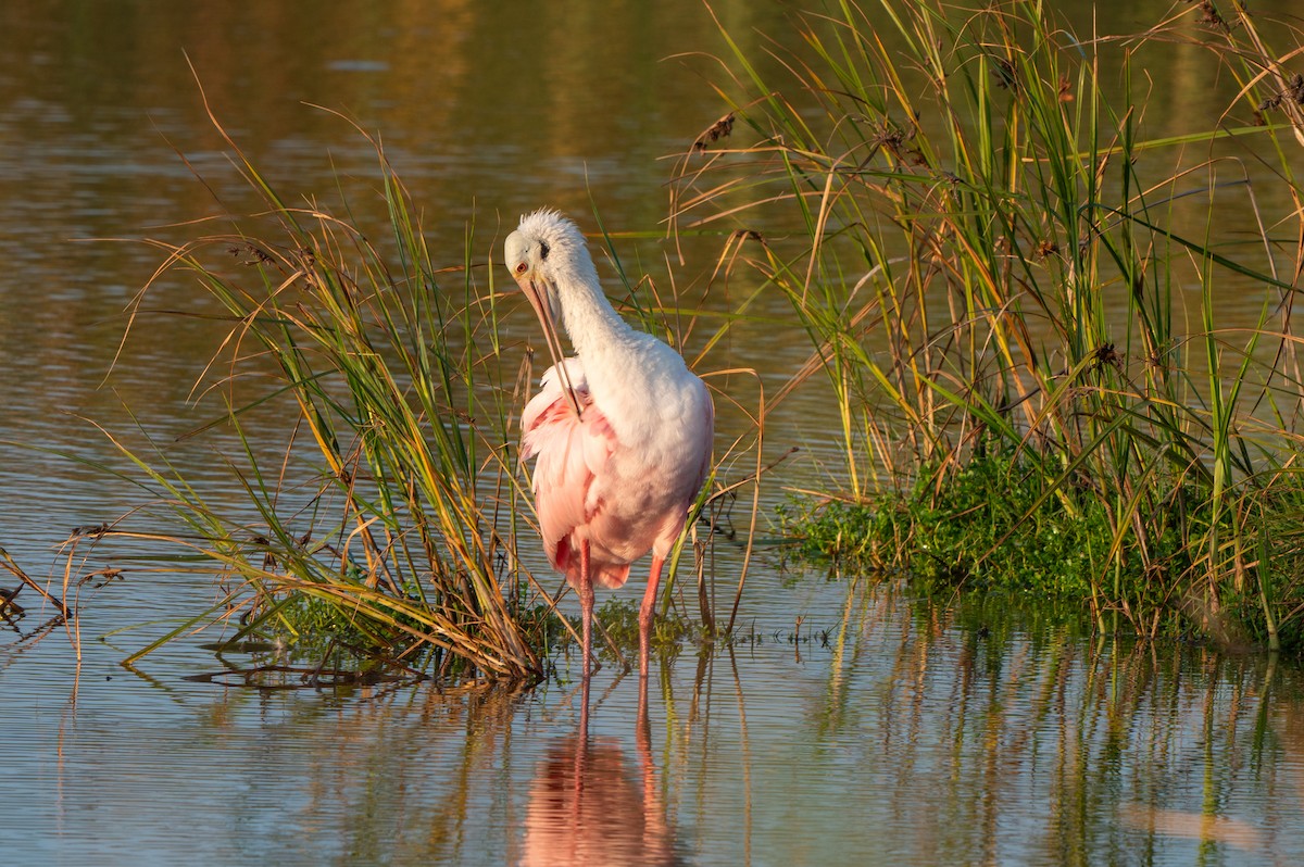 Roseate Spoonbill - ML646878818