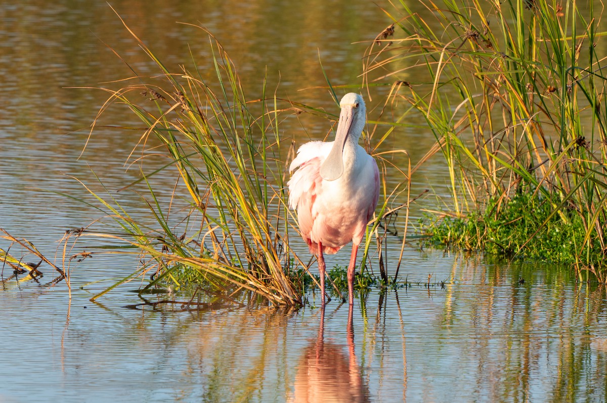 Roseate Spoonbill - ML646878819