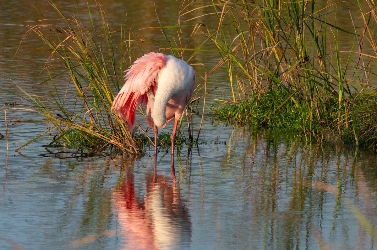 Roseate Spoonbill - ML646878820