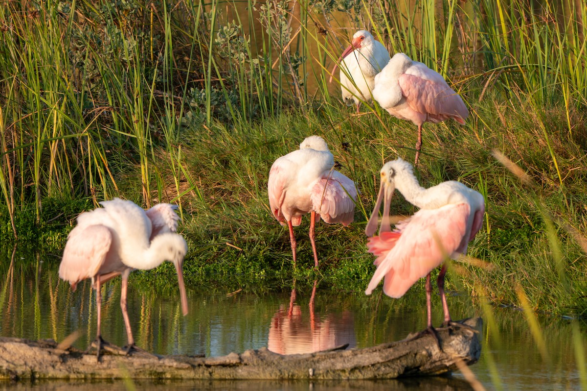 Roseate Spoonbill - ML646878821