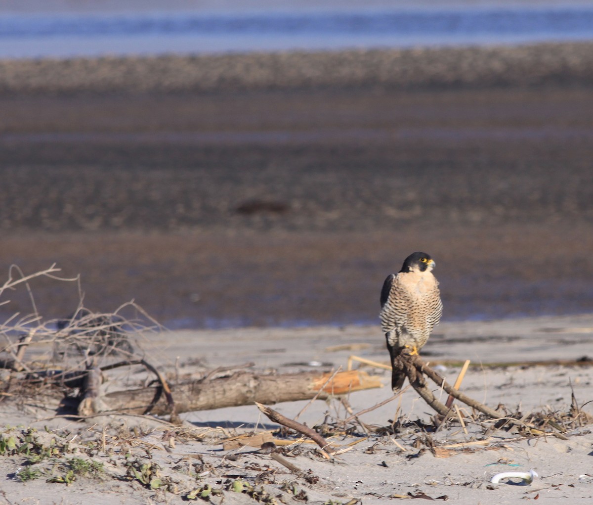 ハヤブサ - ML646878825