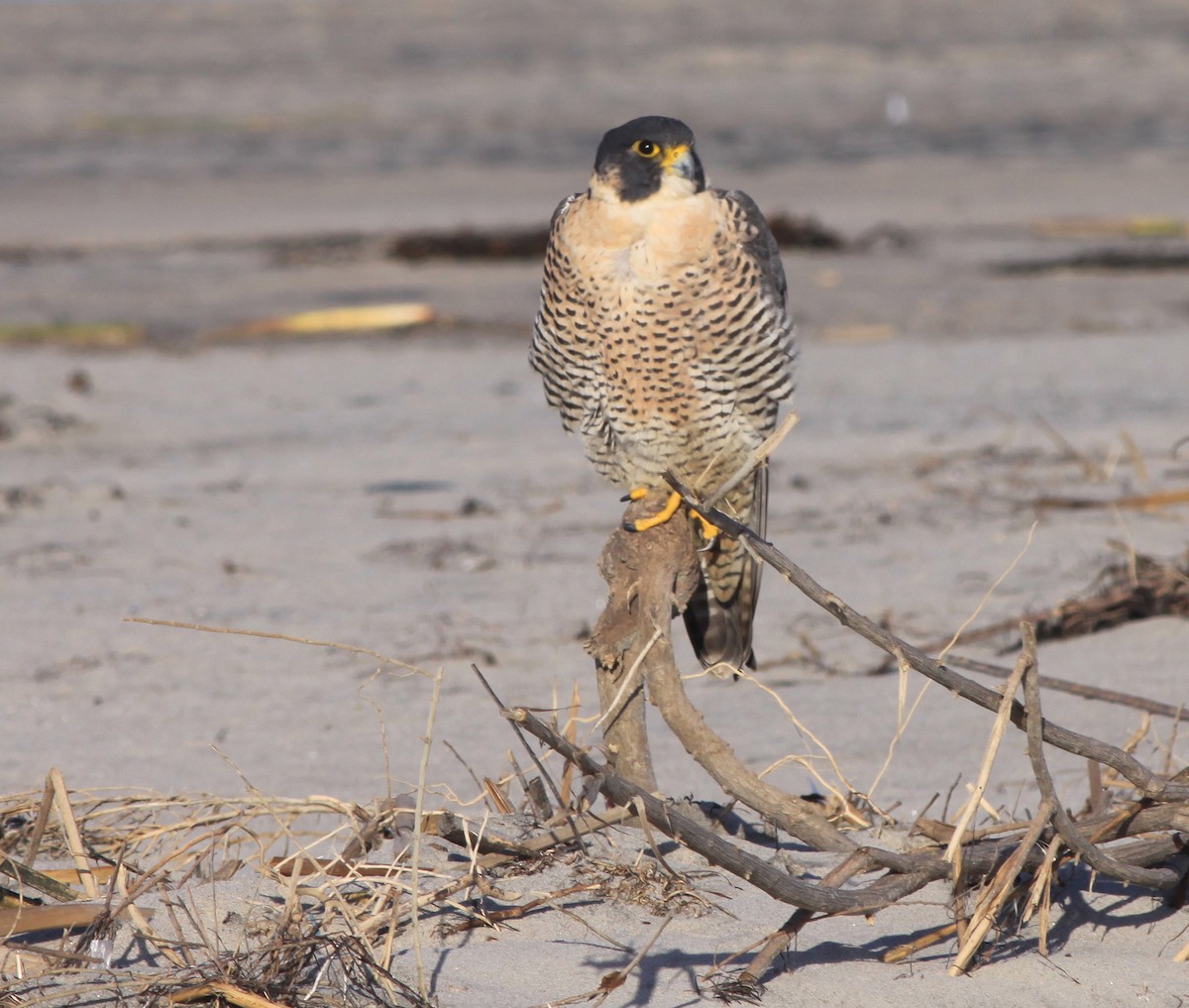 ハヤブサ - ML646878826