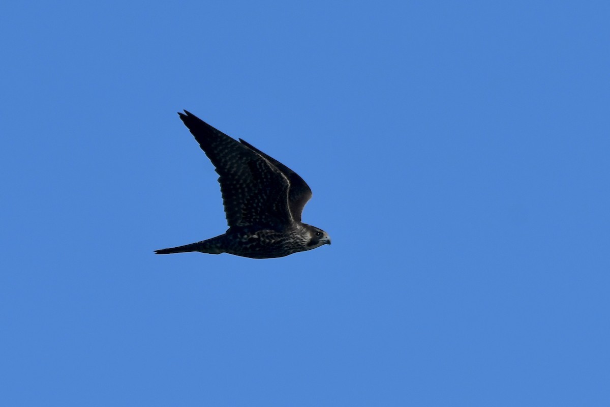 ハヤブサ - ML646878828