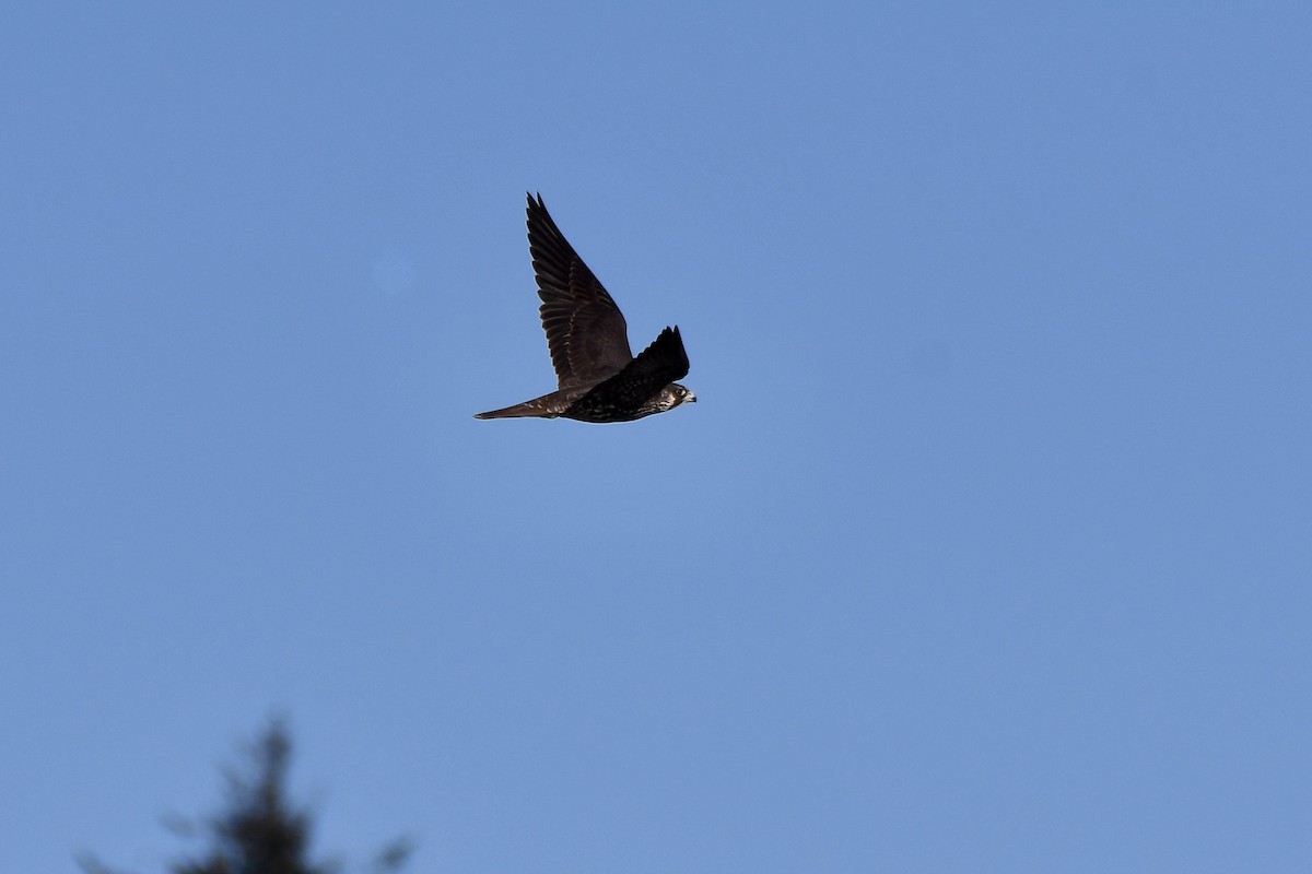 ハヤブサ - ML646878829