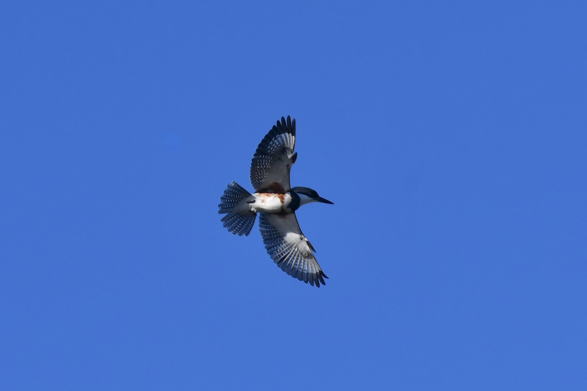 rybařík pruhoprsý - ML646878832