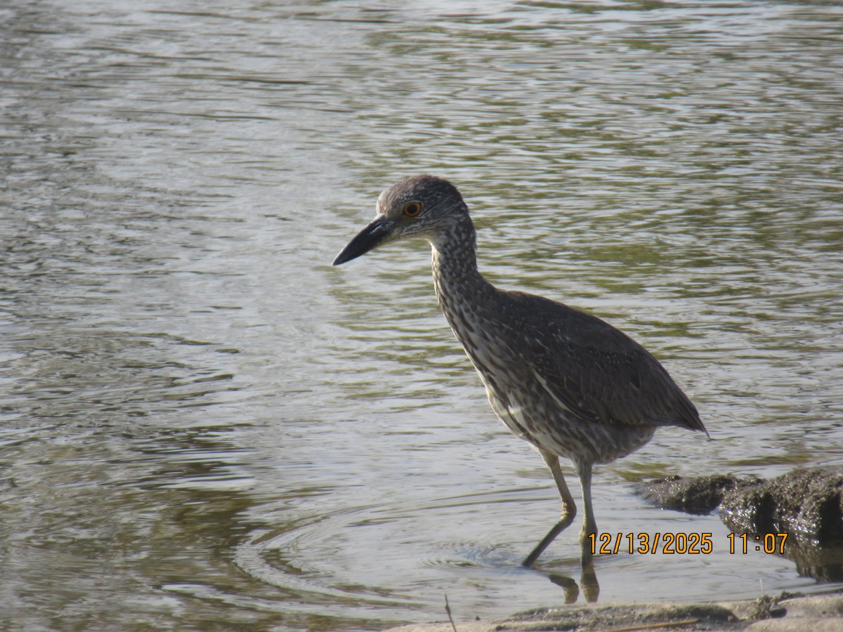 Yellow-crowned Night Heron - ML646878835