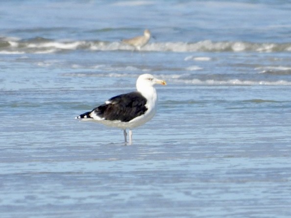 Great Black-backed Gull - ML646878837