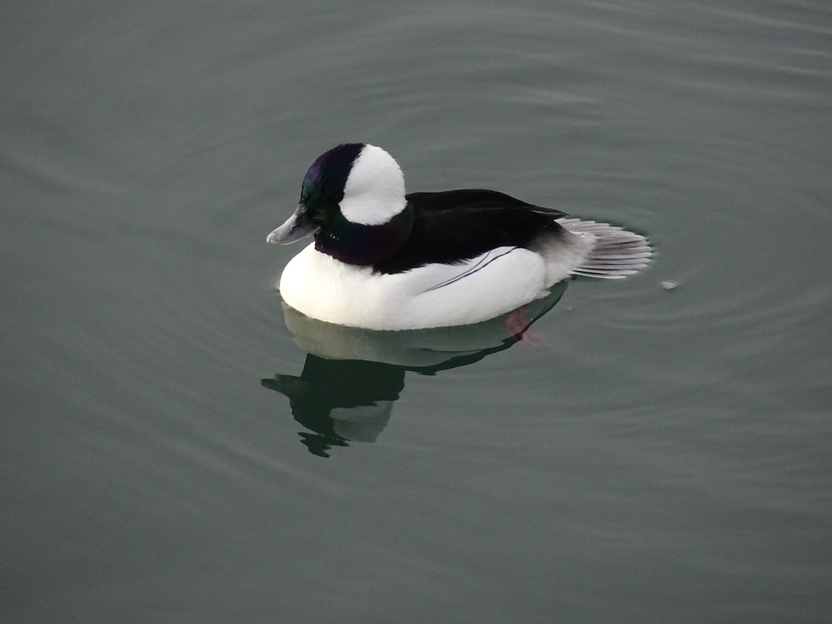 Гоголь малий - ML646878845