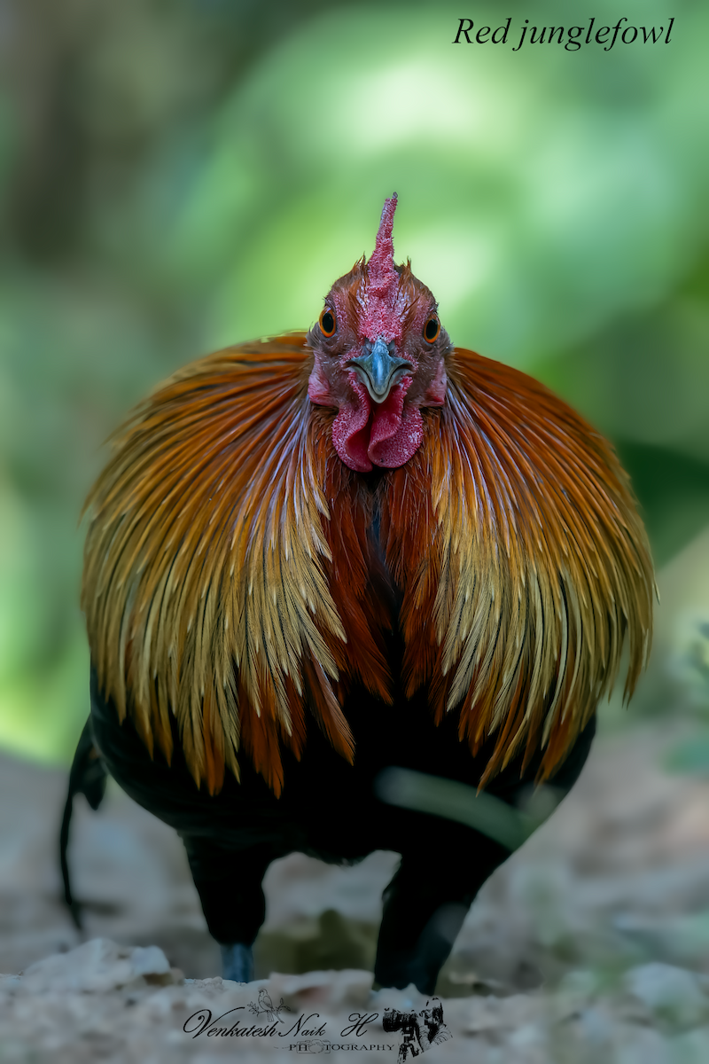 Yaban Tavuğu - ML646878849