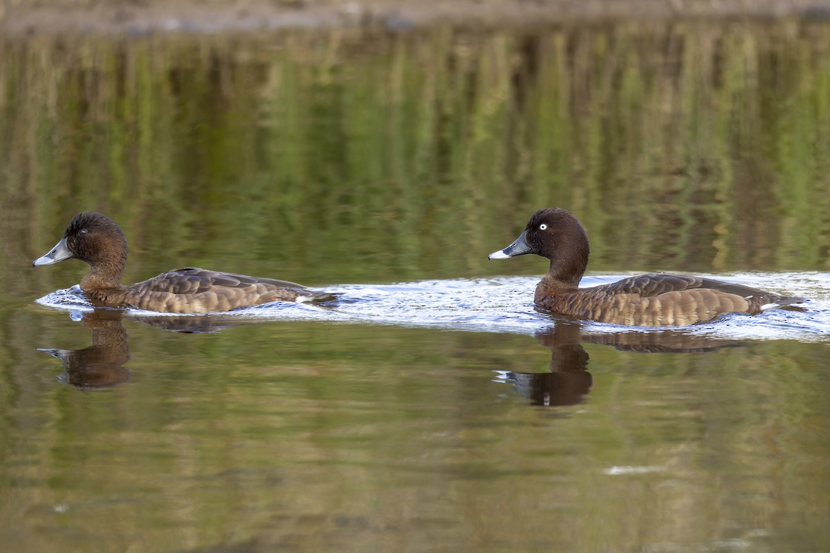 Hardhead - ML646878850