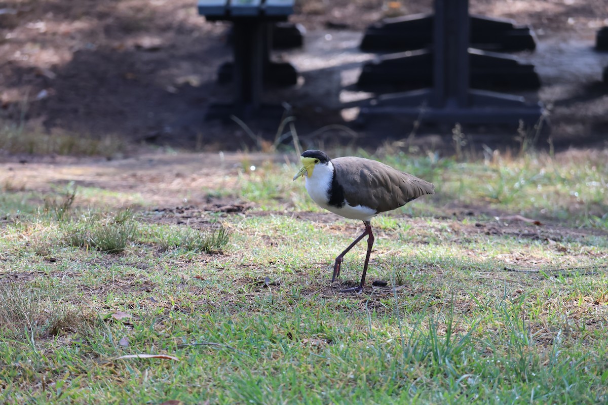 Masked Lapwing - ML646878851