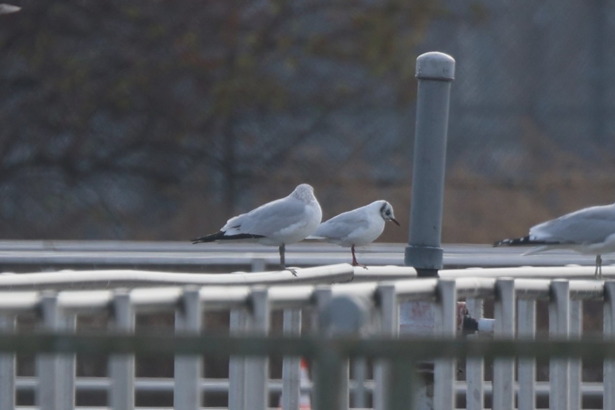 Mouette rieuse - ML646878854