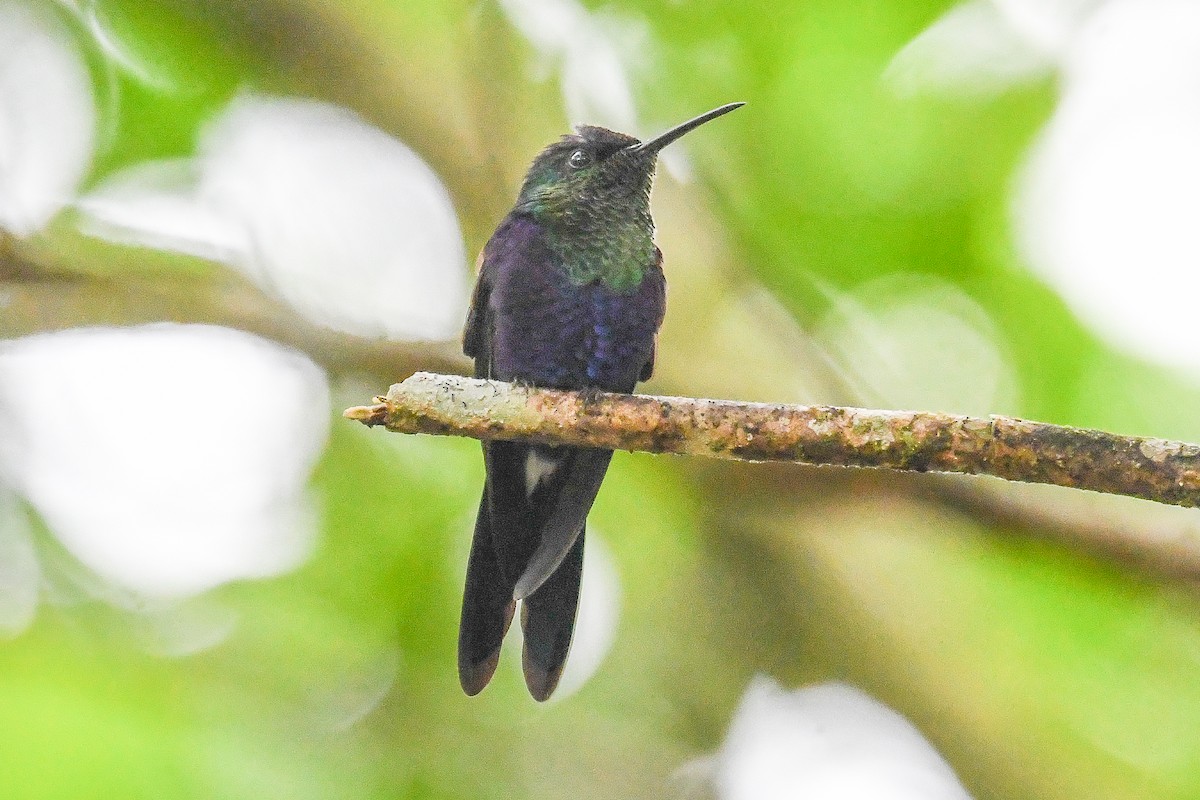 Фиолетоволобая талурания - ML646878861