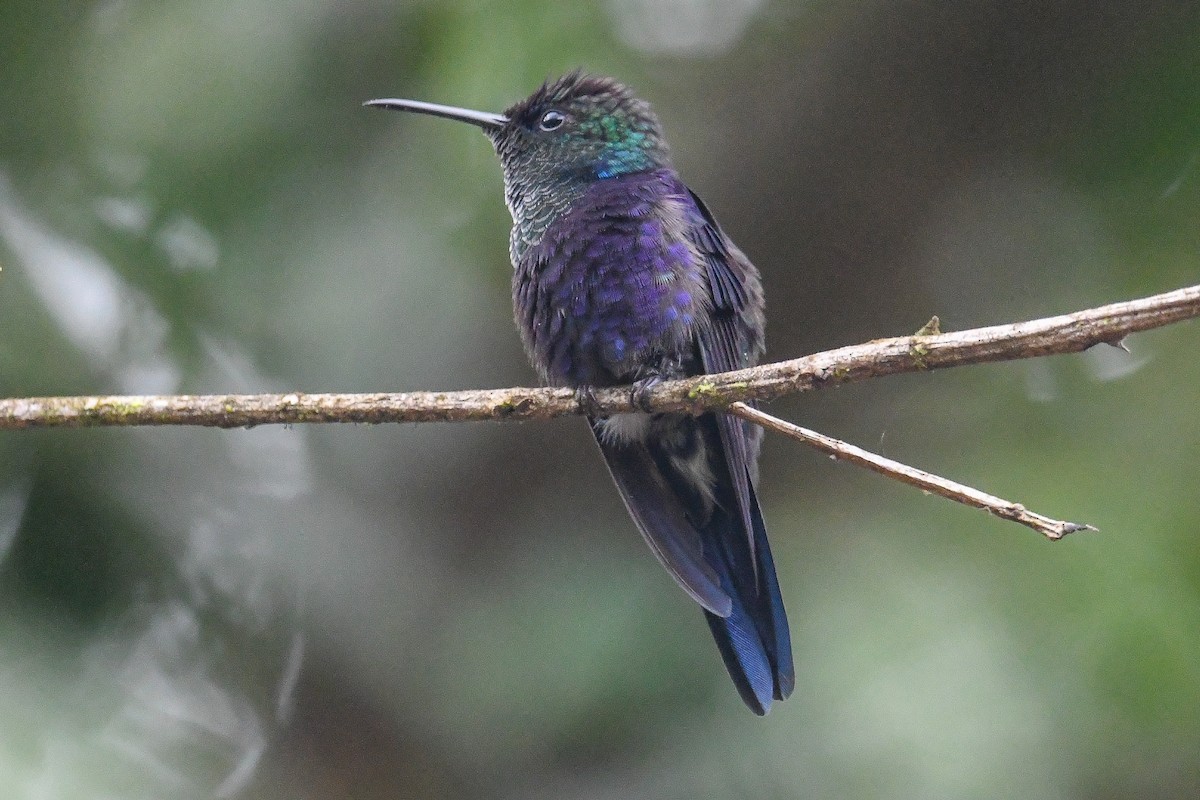 Фиолетоволобая талурания - ML646878862