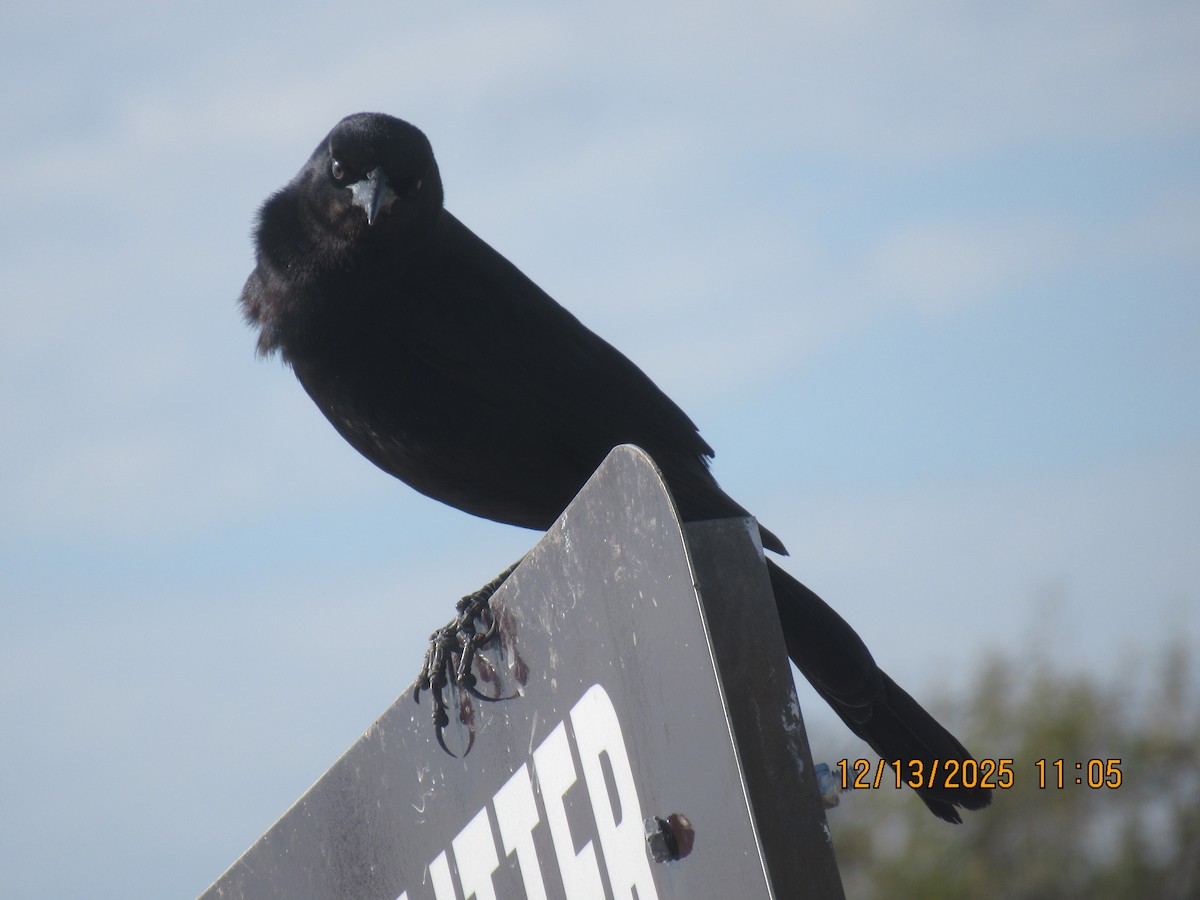 Boat-tailed Grackle - ML646878863