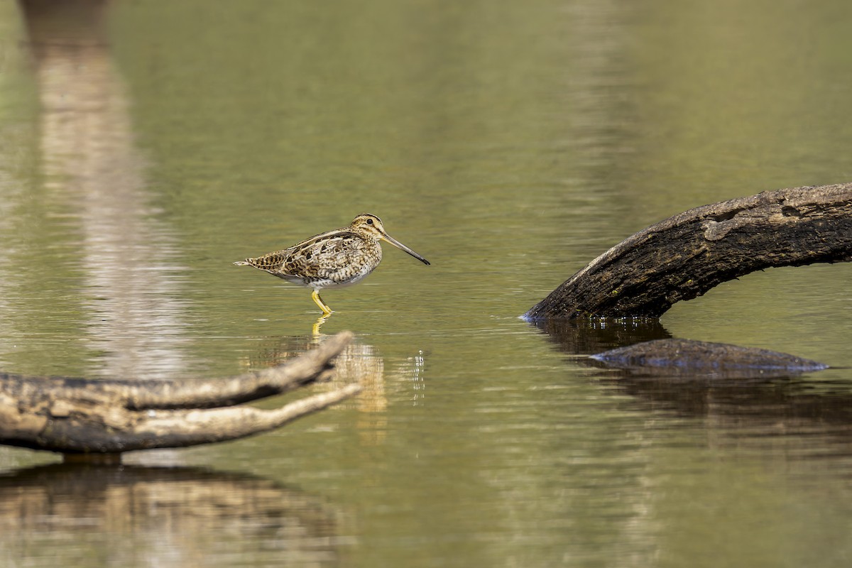 Latham's Snipe - ML646878864