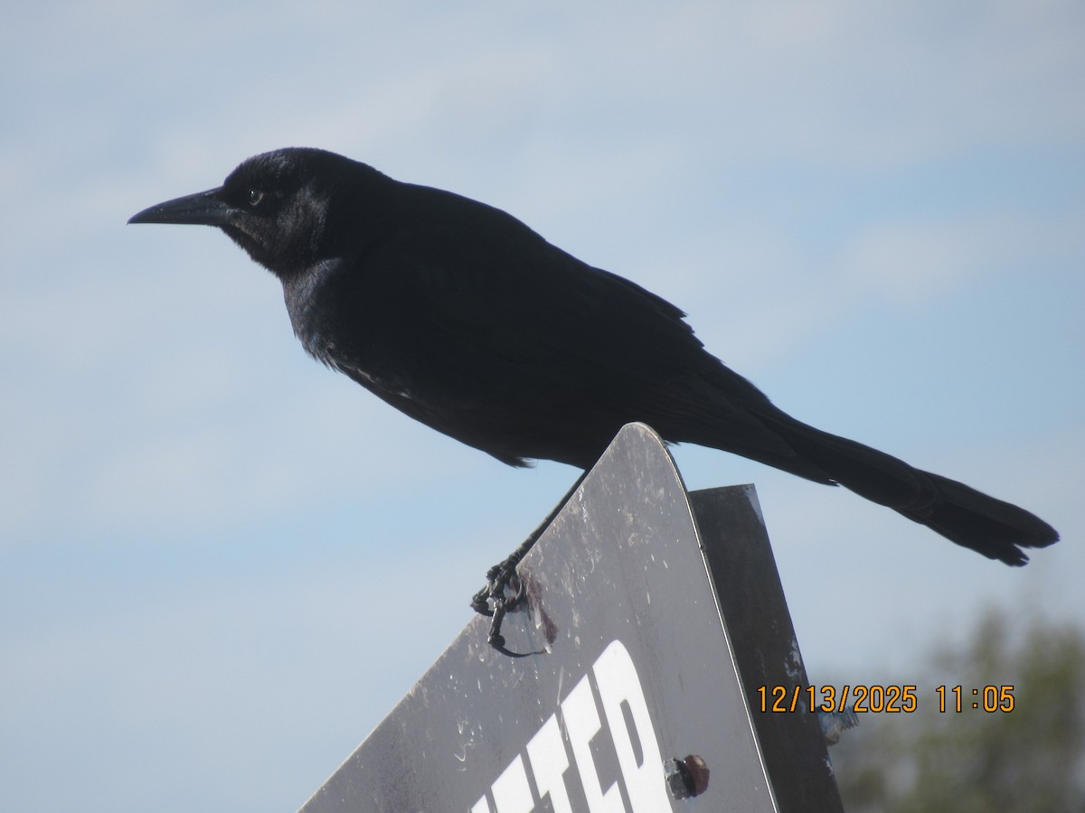 Boat-tailed Grackle - ML646878865