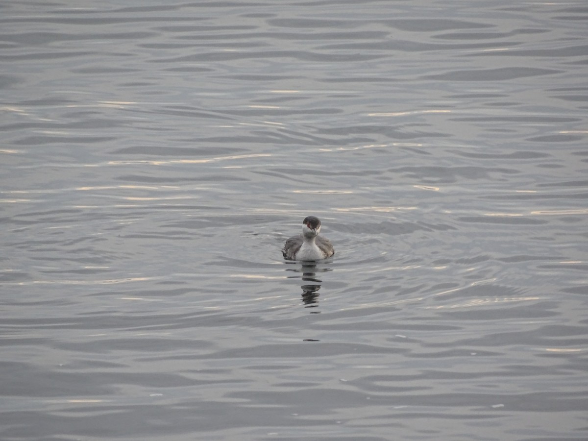 Пірникоза червоношия - ML646878867