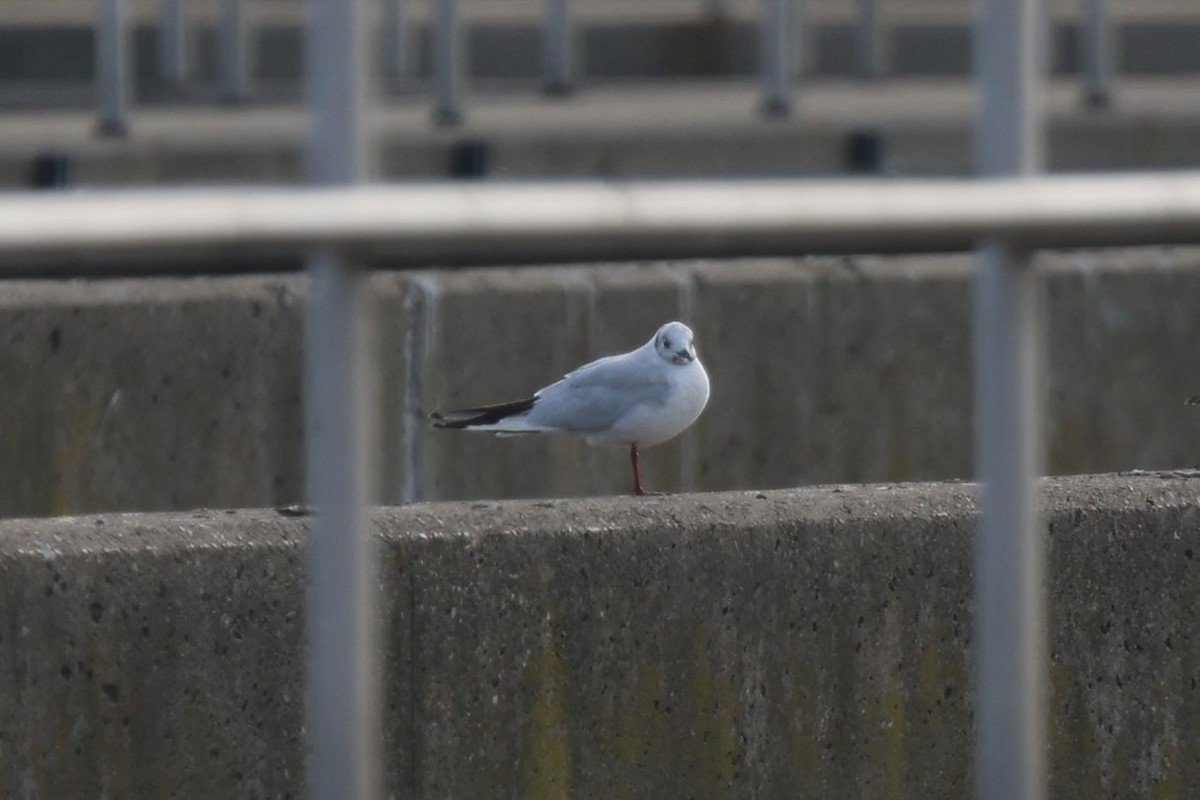 Mouette rieuse - ML646878868