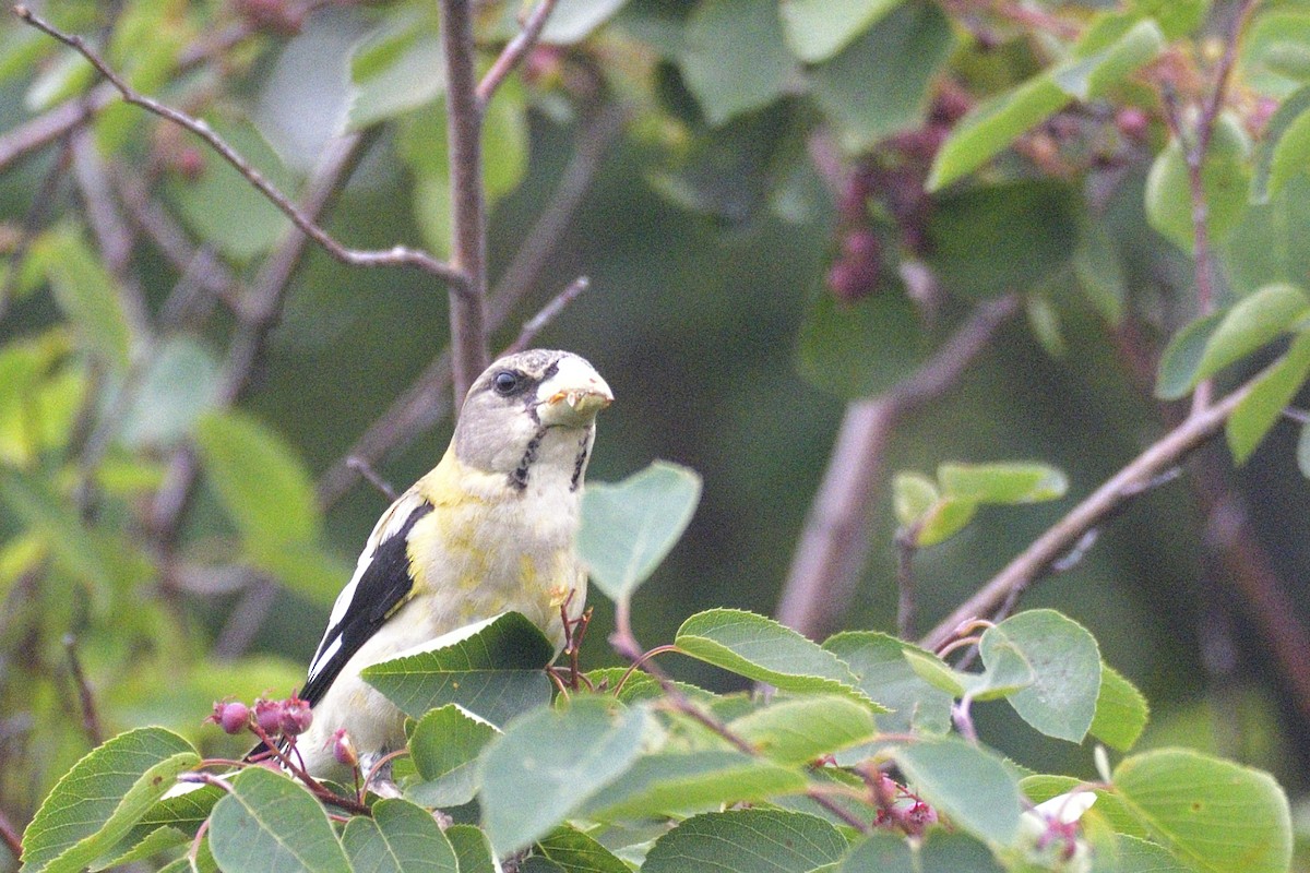 Evening Grosbeak - ML646878870