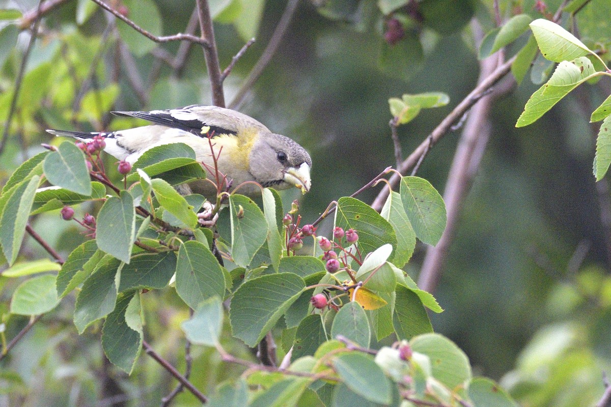 Evening Grosbeak - ML646878871