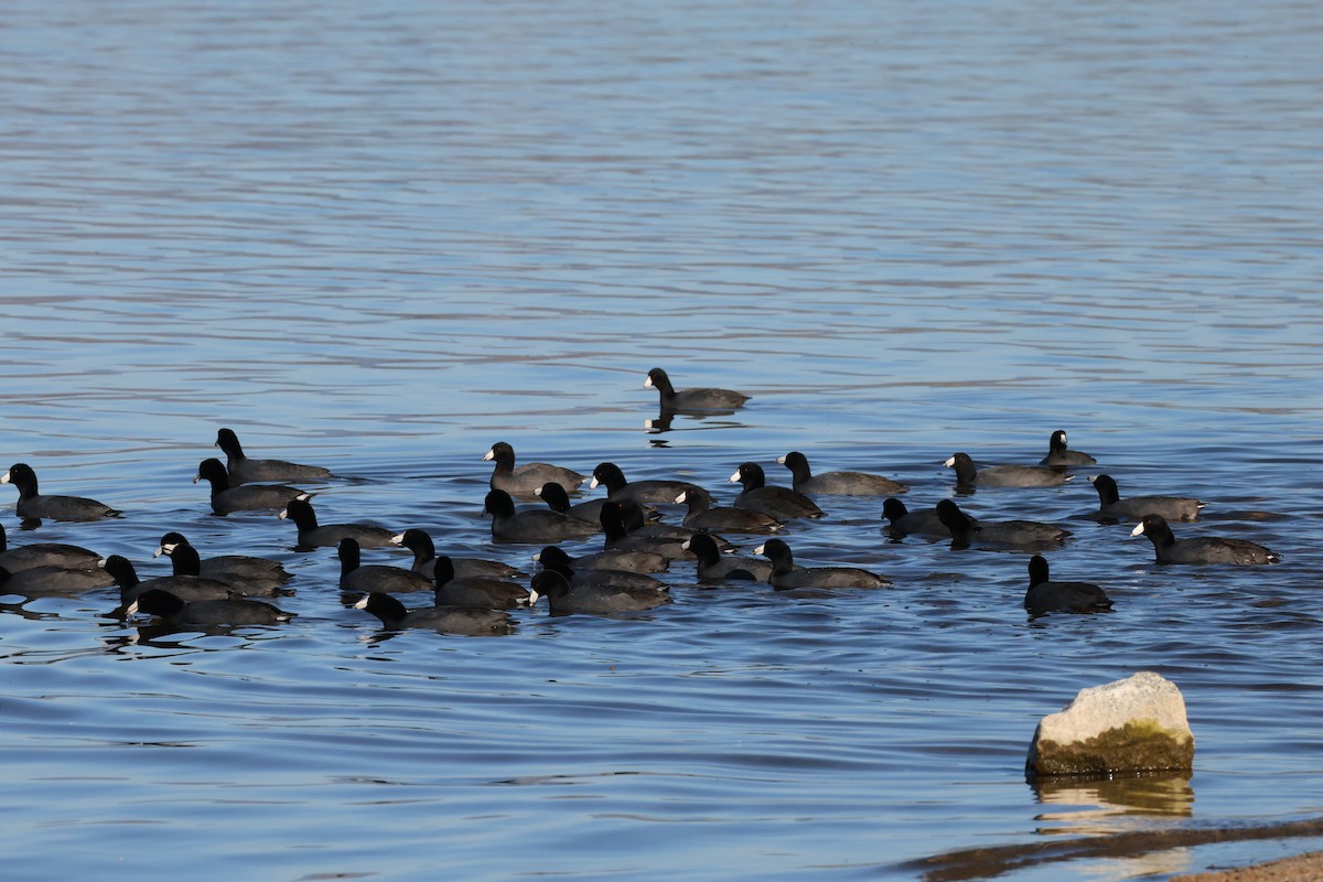 Лиска американська - ML646878882