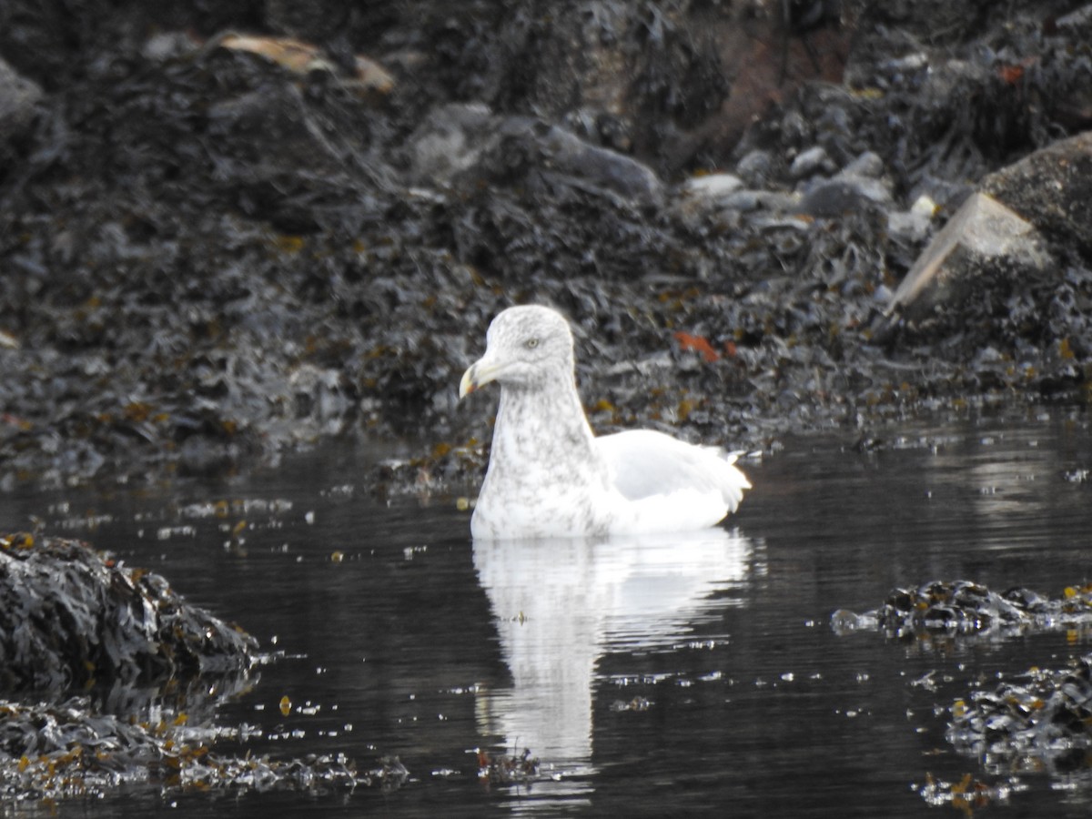 Kaio hauskara amerikarra - ML646878884