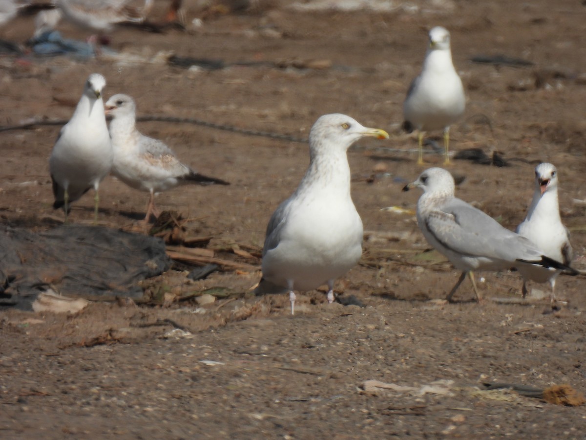 Kaio hauskara amerikarra - ML646878887