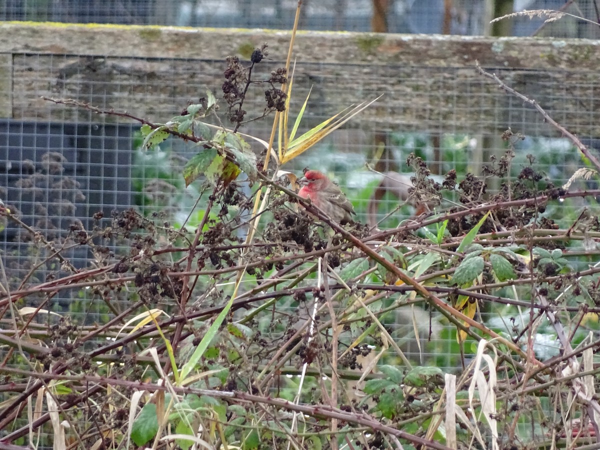 Чечевиця садова - ML646878891