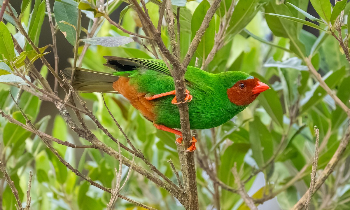 Yemyeşil Tangara - ML646878894