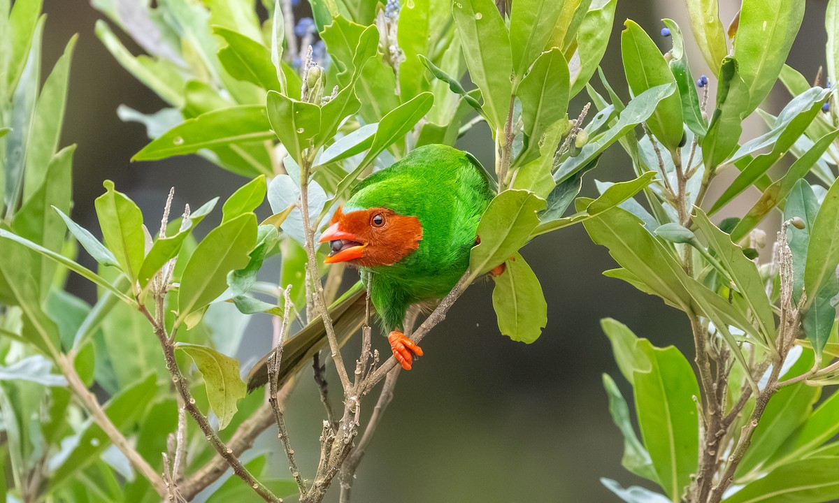 Yemyeşil Tangara - ML646878895