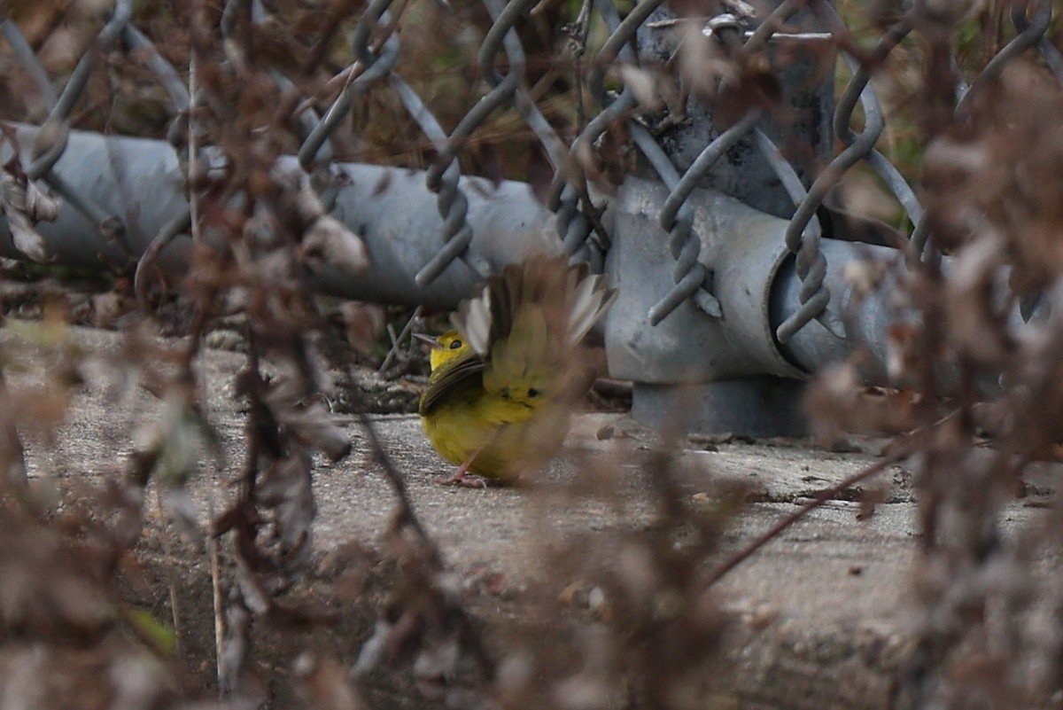 Paruline à capuchon - ML646878897