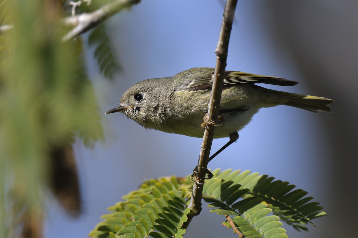 Ruby-crowned Kinglet - ML646878898