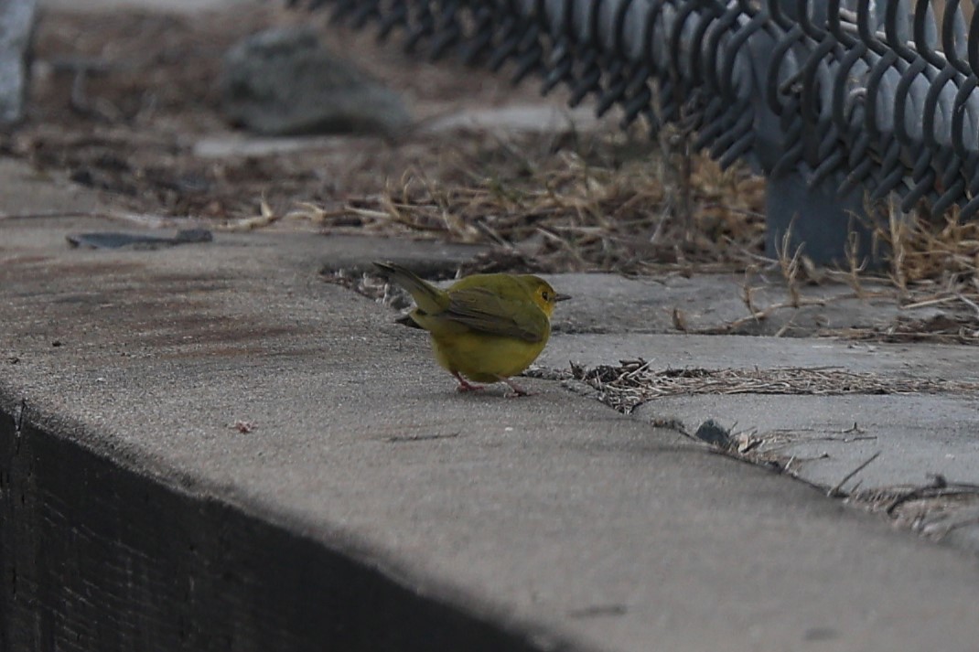 Paruline à capuchon - ML646878901