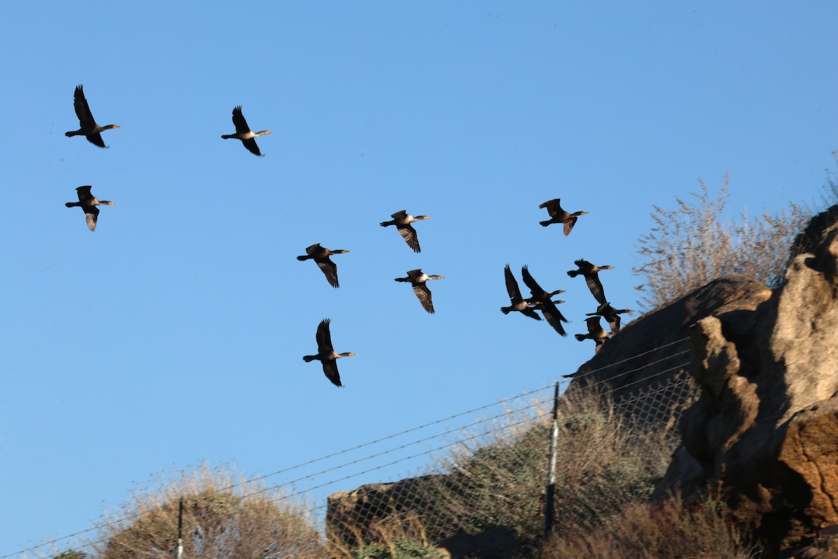 Cormoran à aigrettes - ML646878902
