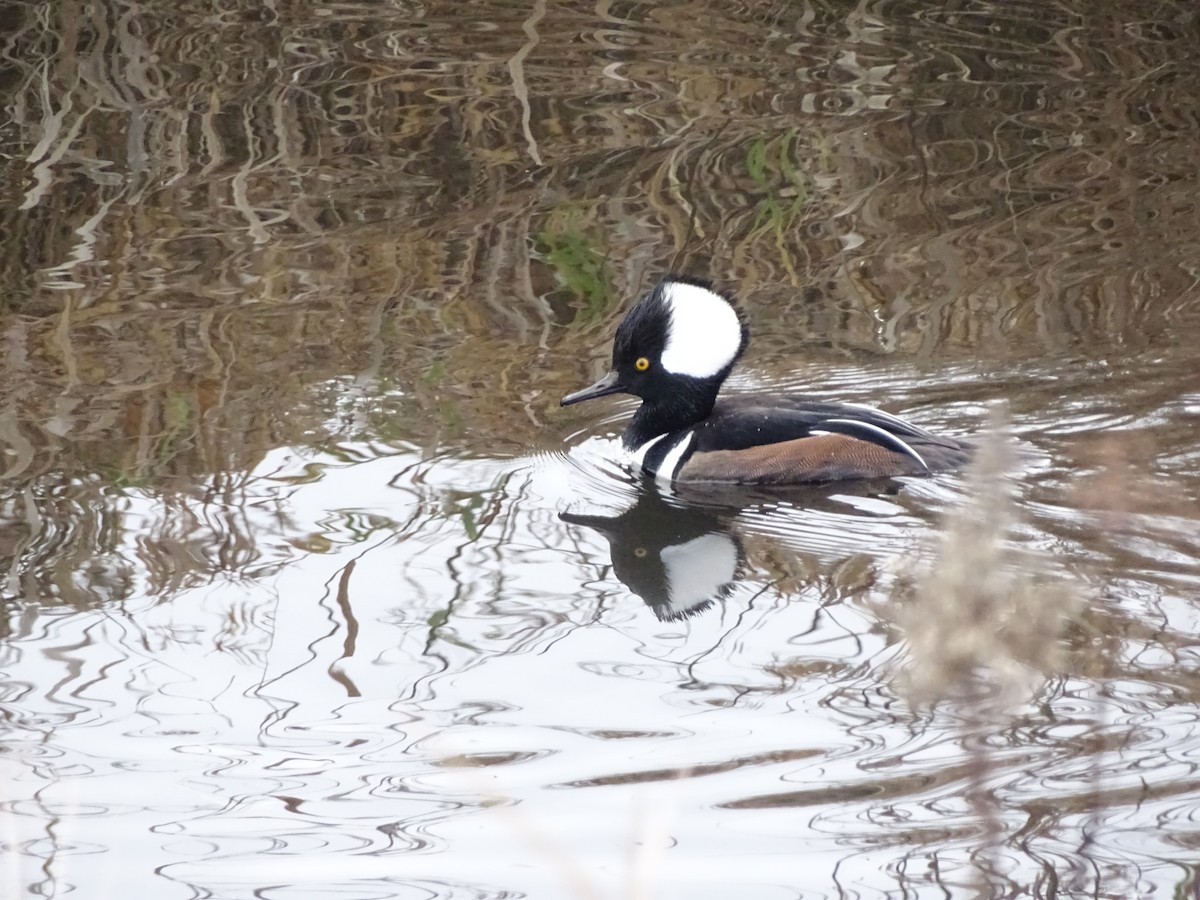 Крех жовтоокий - ML646878903