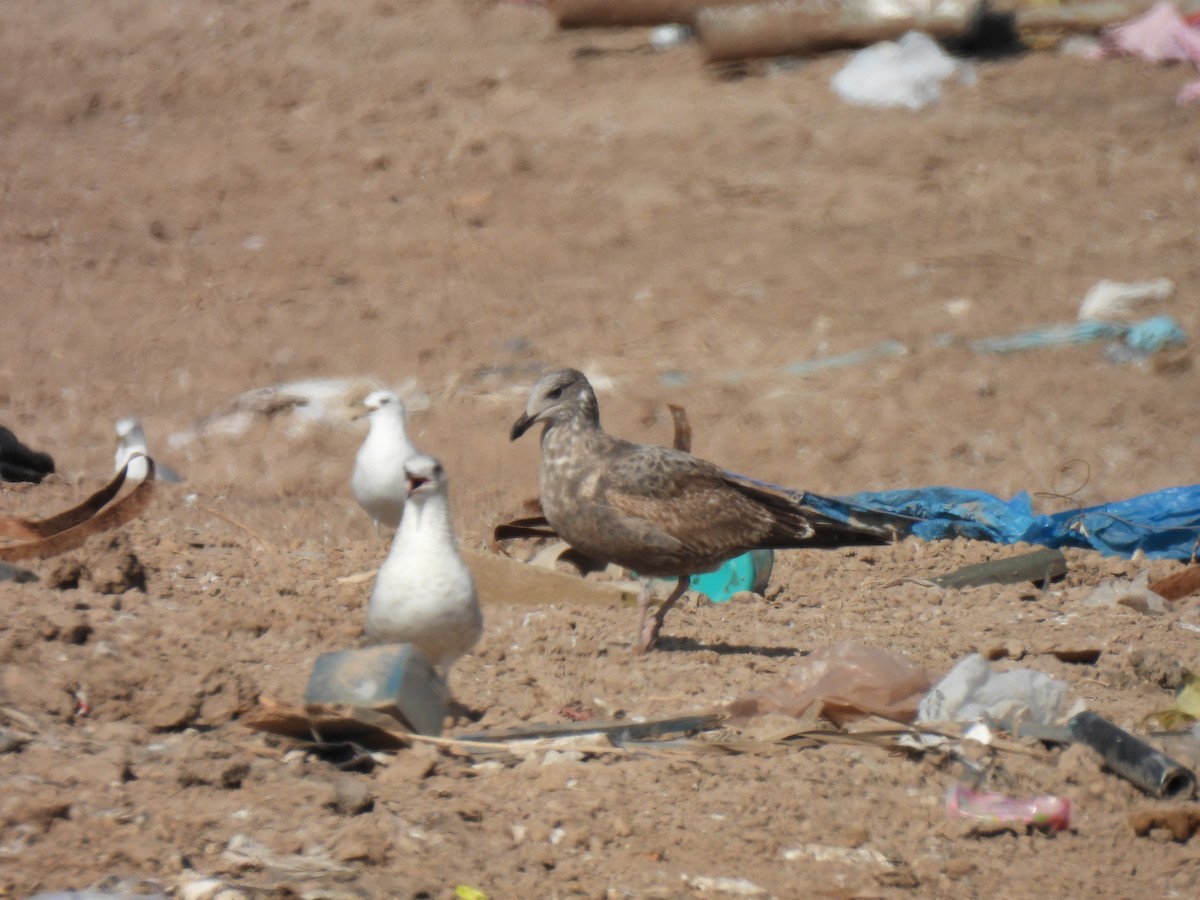 Kaio hauskara amerikarra - ML646878905