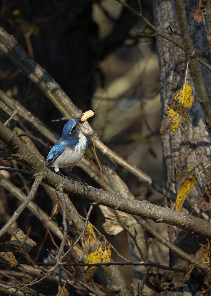 krattskrike - ML646878906