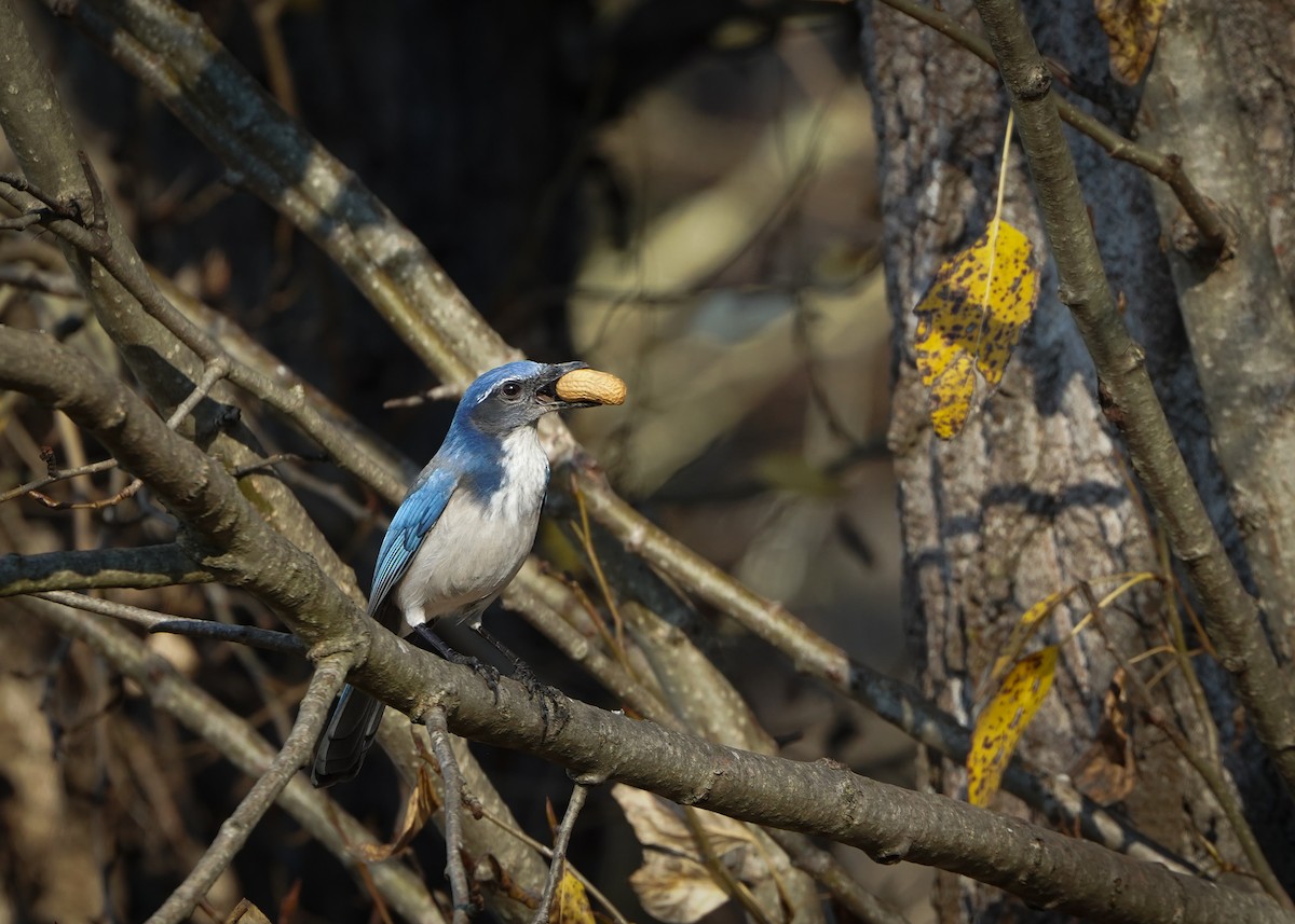 krattskrike - ML646878907