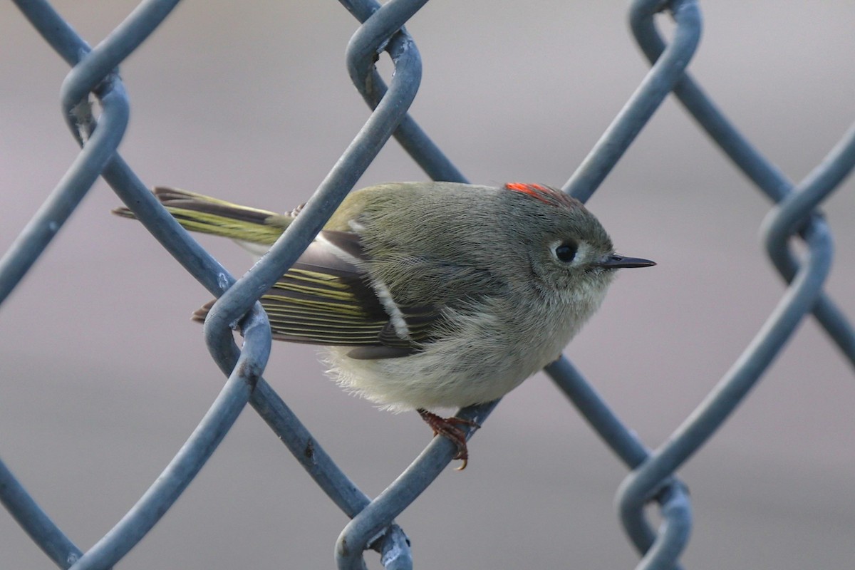 Ruby-crowned Kinglet - ML646878909