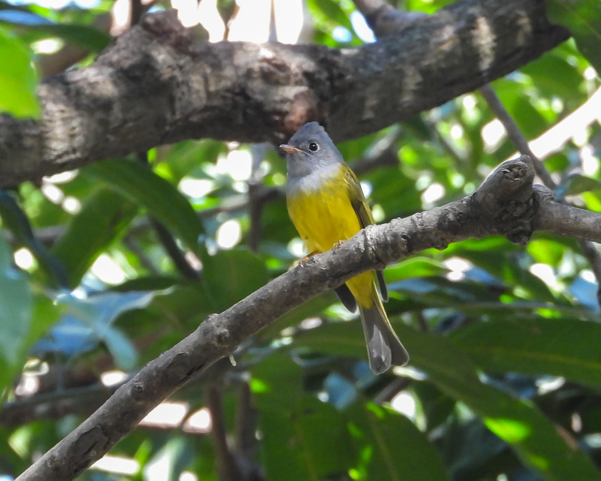 Gri Başlı Kanarya Sinekkapanı - ML646878911