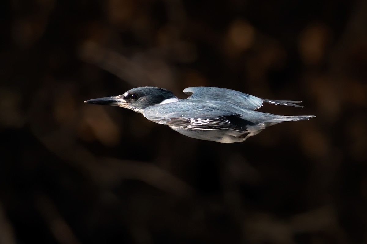 rybařík pruhoprsý - ML646878912