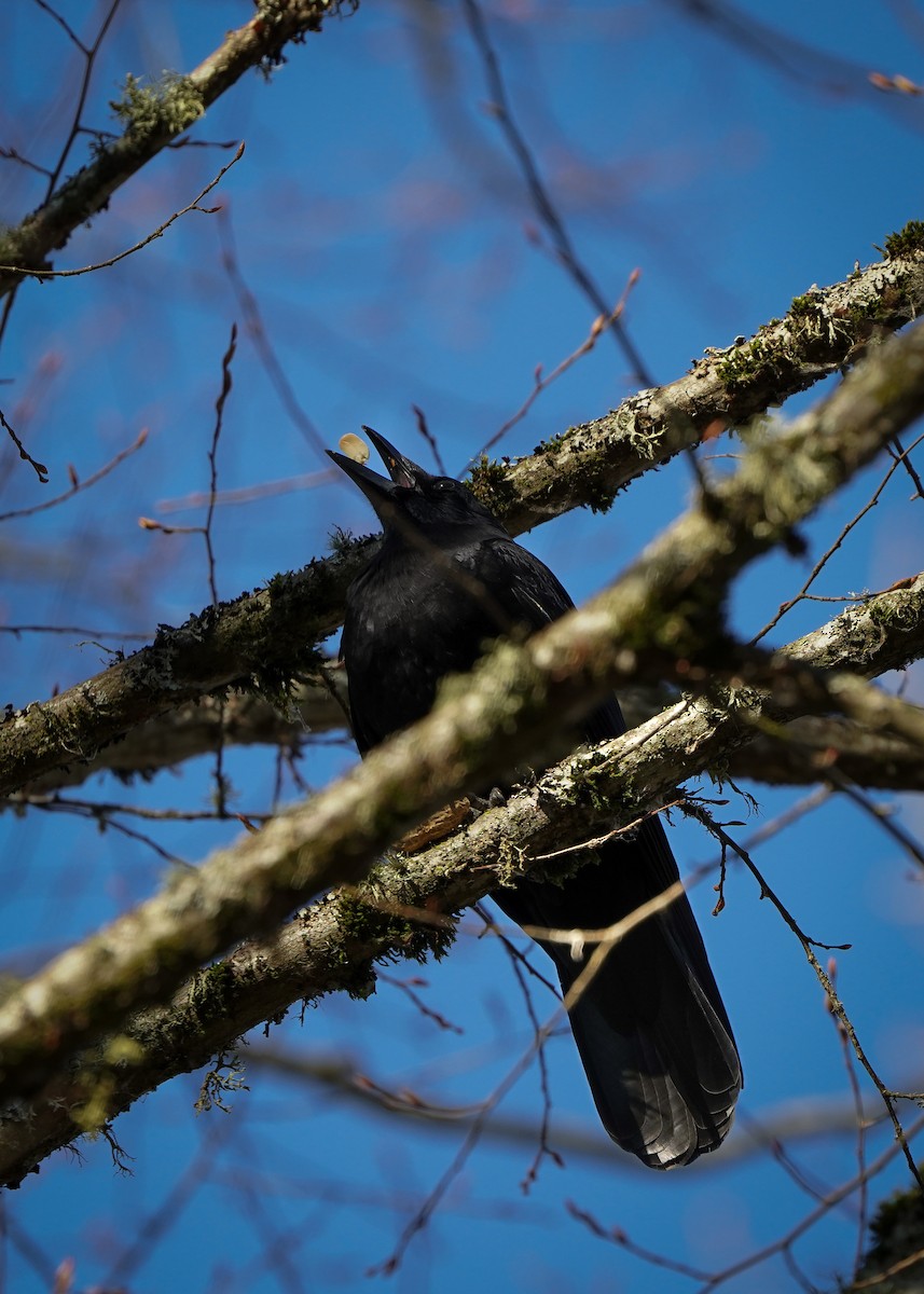 amerikakråke - ML646878913