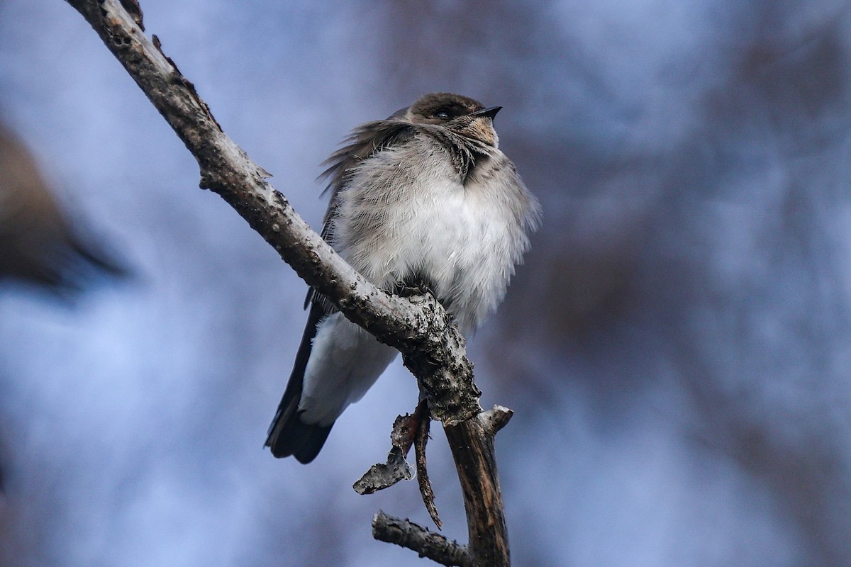 Graukehlschwalbe - ML646878917