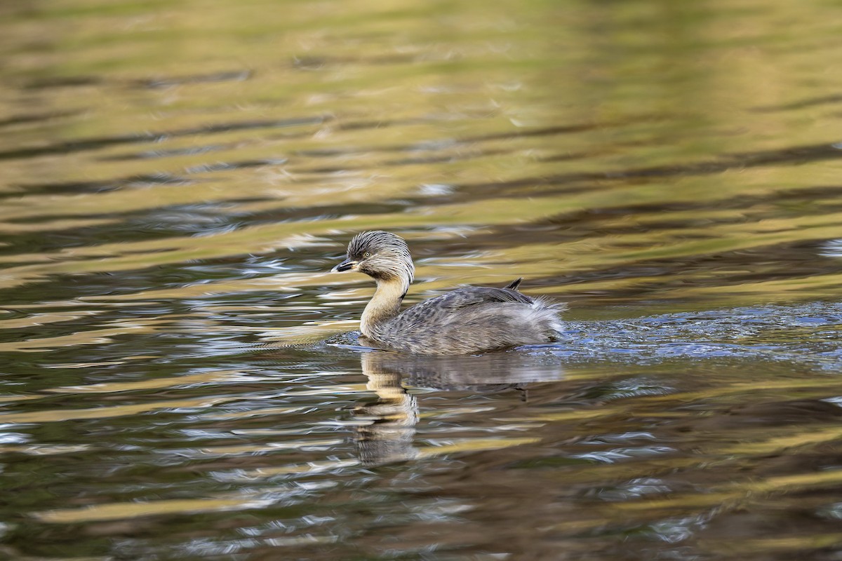 Zampullín Canoso - ML646878919