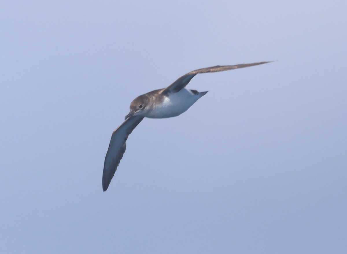 Буревісник австралійський - ML646878925